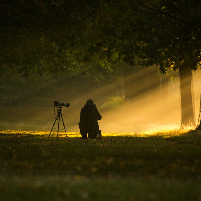 A photographer crouches beside a tripod in a dark wood, a shaft of low golden sunlight falling through the trees beside them.